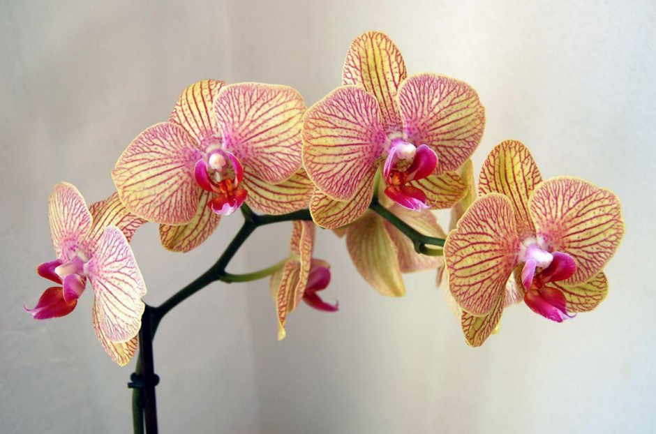 Орхидея карамель
