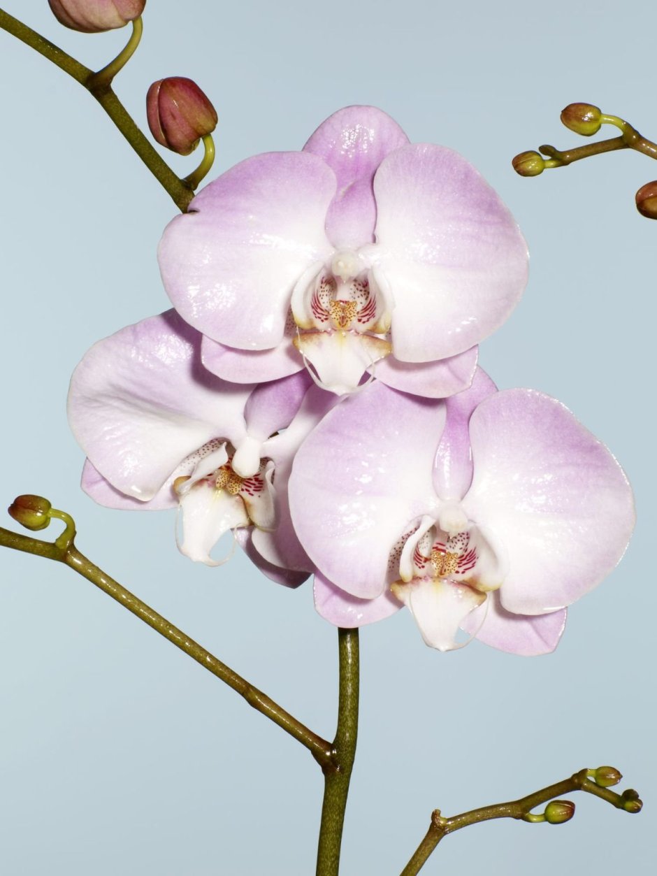 Орхидея Phalaenopsis big Lip