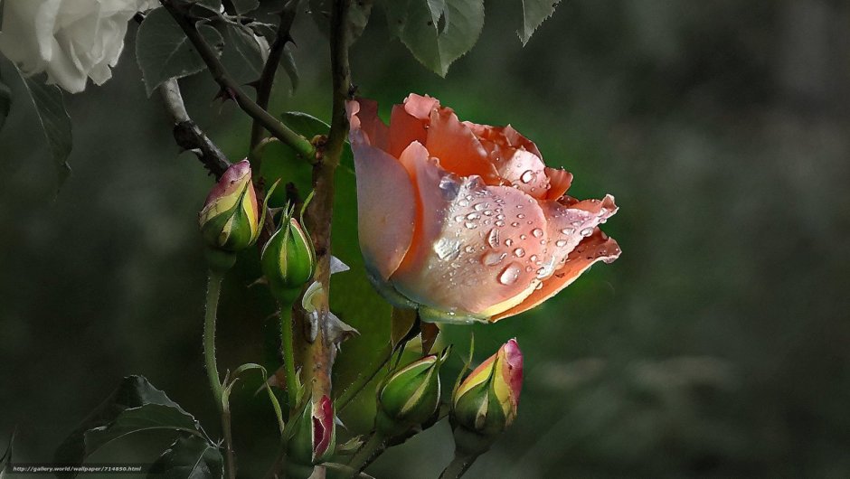 Розы в каплях дождя
