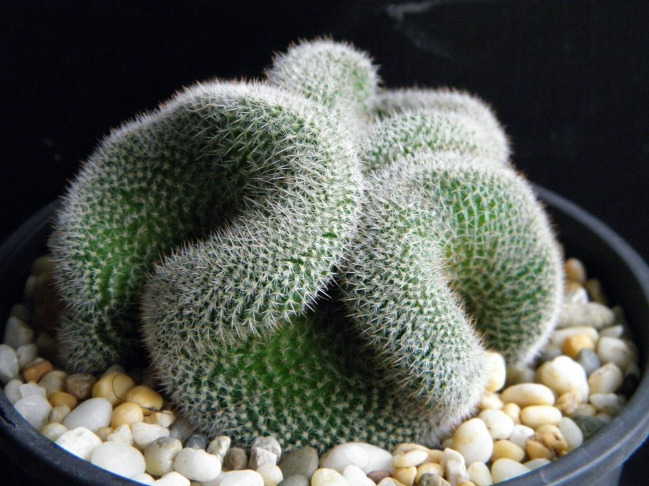 Mammillaria elegans