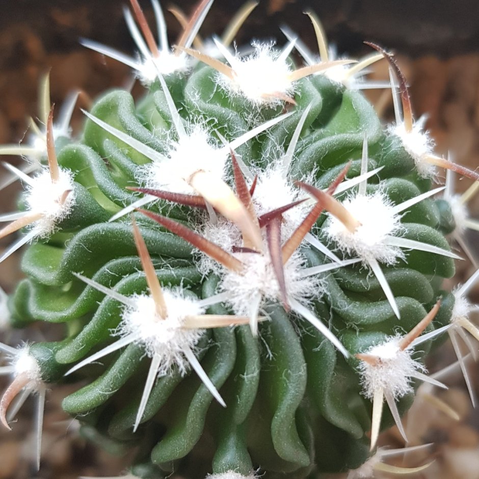 Mammillaria subdenudata