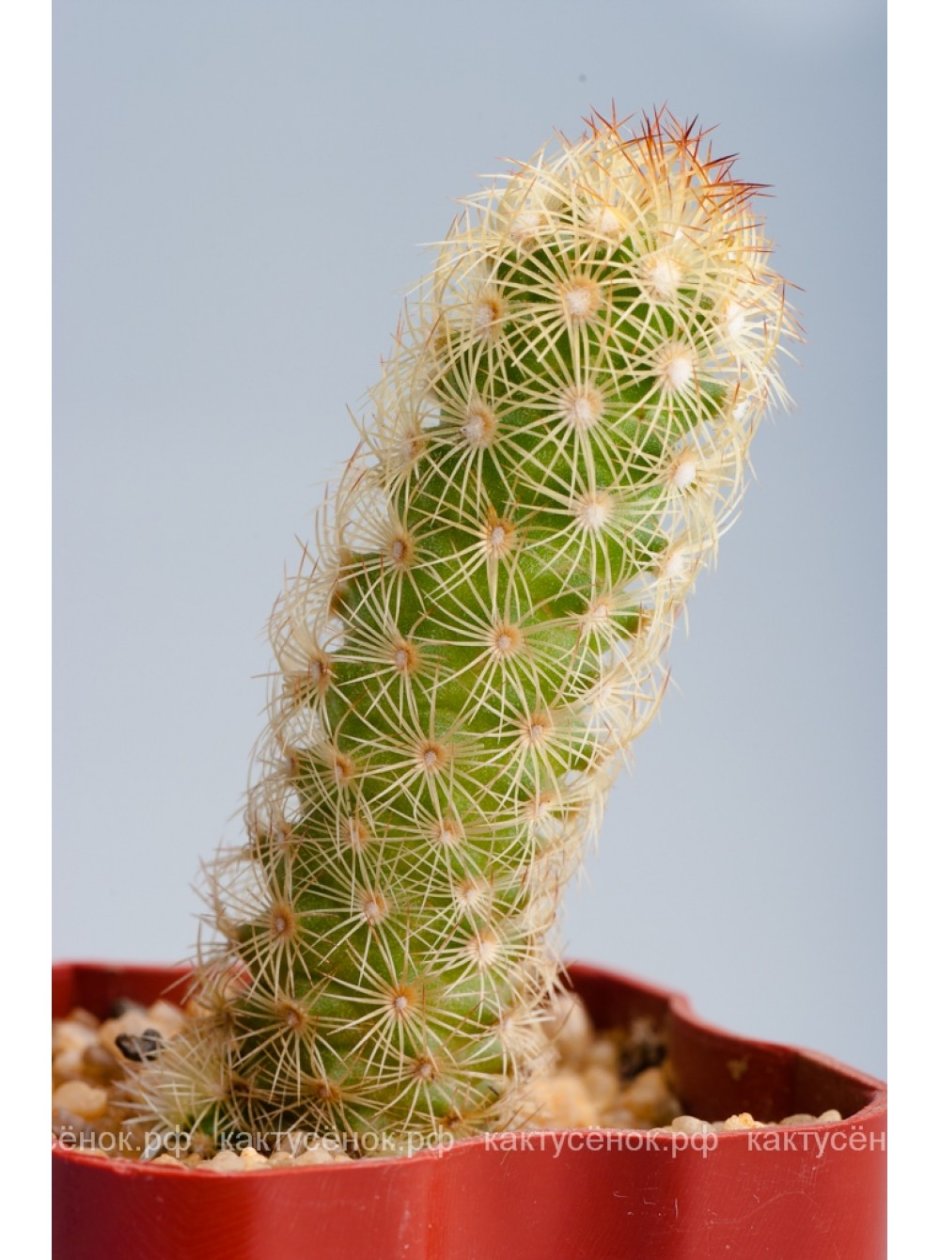 Кактус Mammillaria elongata