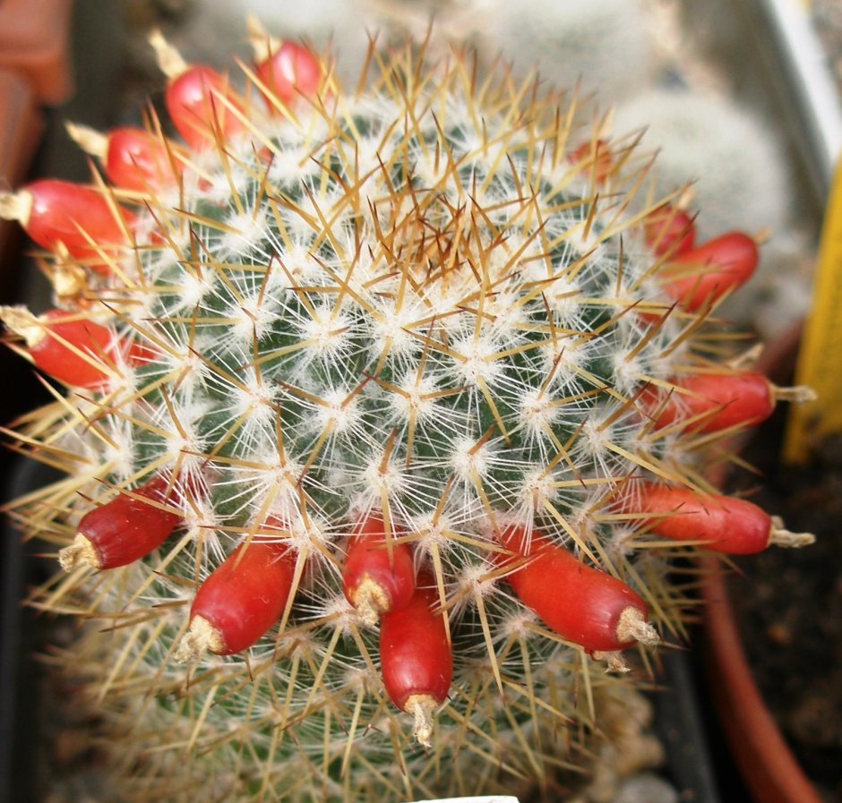 Кактус Маммиллярия Cactaceae