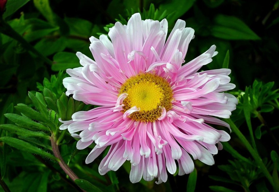 Aster umbellatus