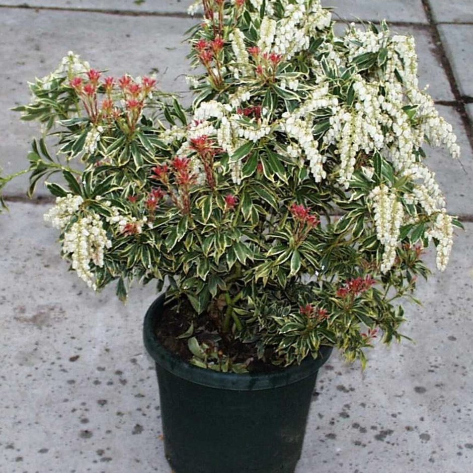 Рододендрон hot shot variegata