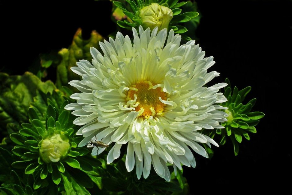 Aster oblongifolium