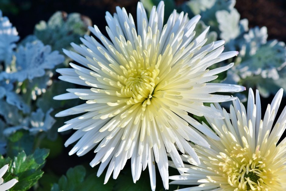 Астра Aster coloradoensis