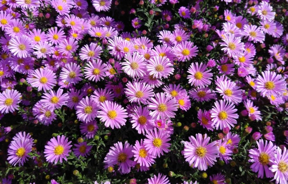 Астра Aster coloradoensis