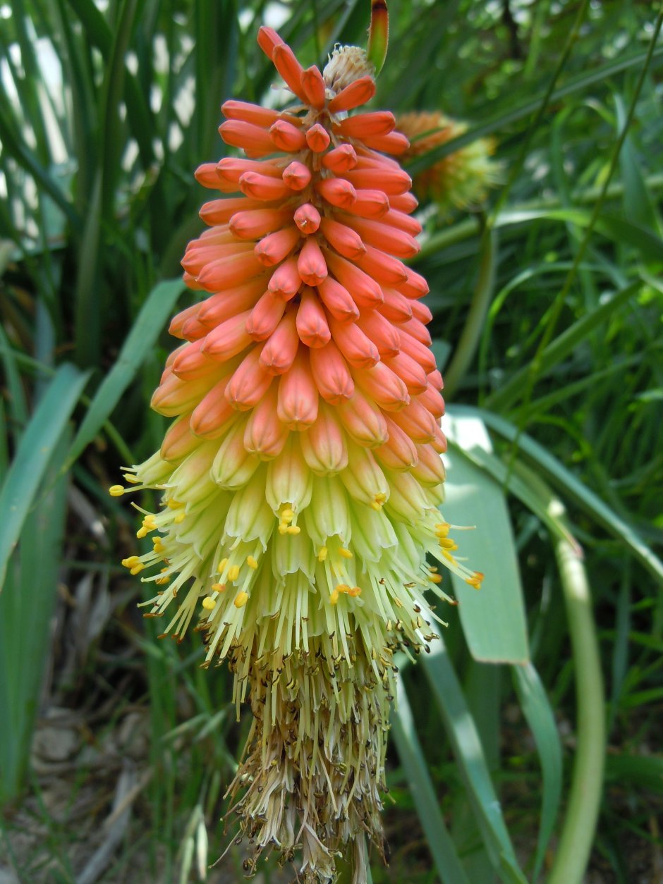 Кровохлебка лекарственная (Sanguisorba officinalis)