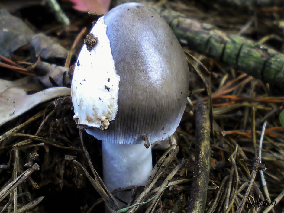 Поплавок шафранный гриб съедобные