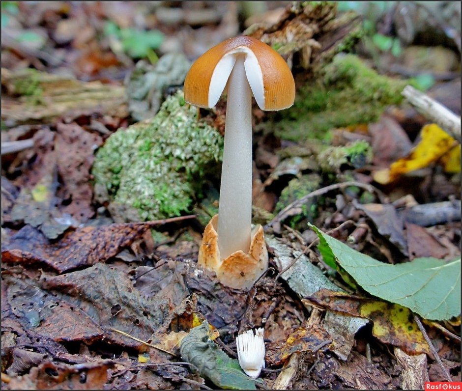 Луговые грибы названия