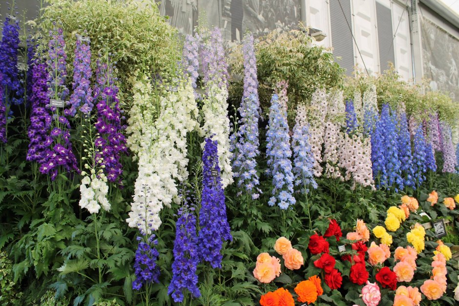 Дельфиниум Delphinium