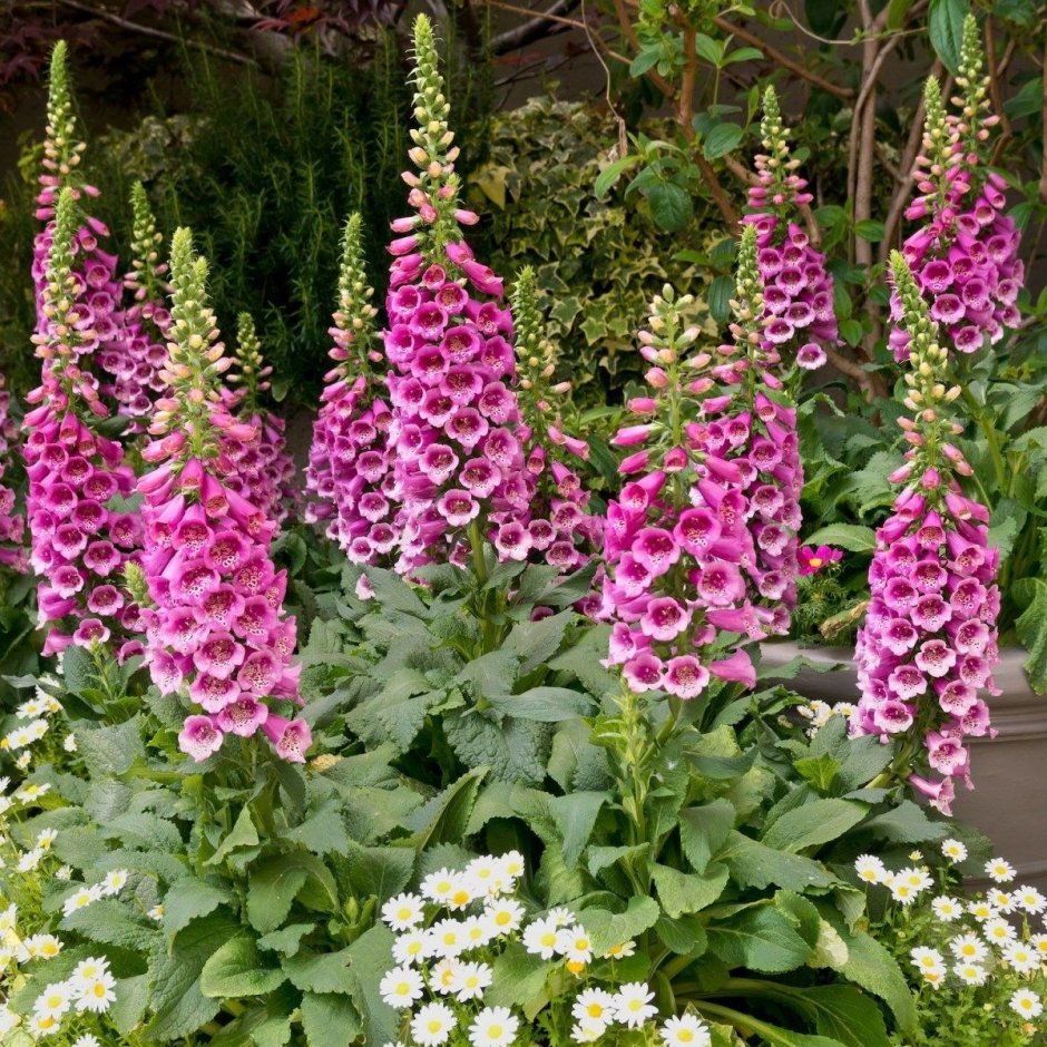 Наперстянка Foxglove