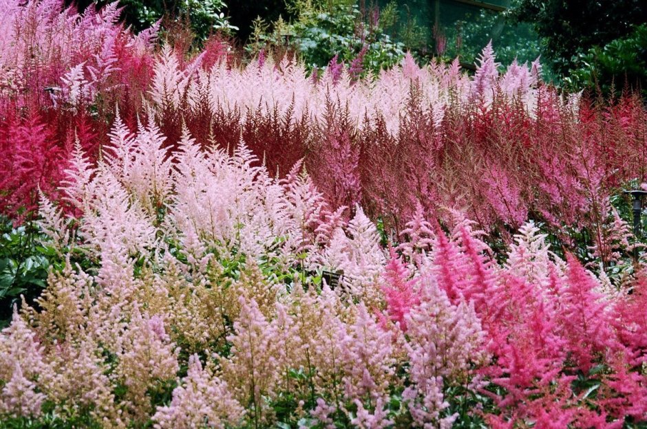 Астильба Давида Astilbe davidii