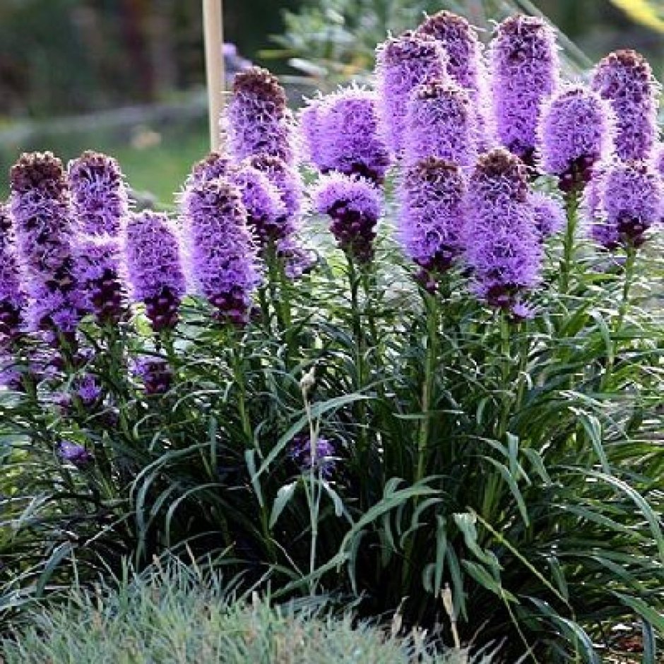 Лиатрис колосковый (Liatris spicata Kobold)