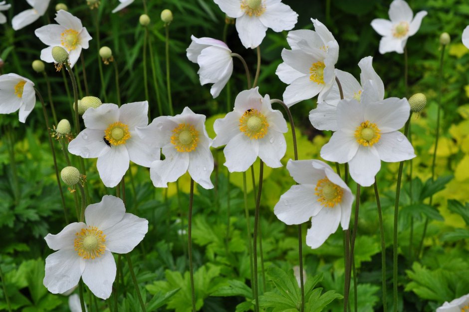 Ветреница (анемона) Лесная (Anemone Sylvestris)