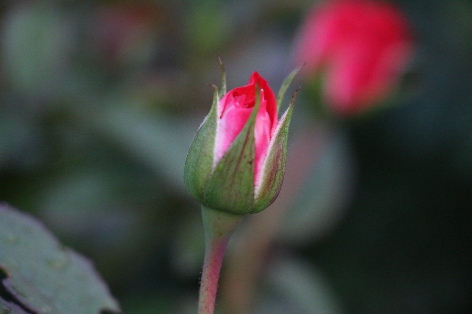 Нераскрывшийся бутон розовой розы