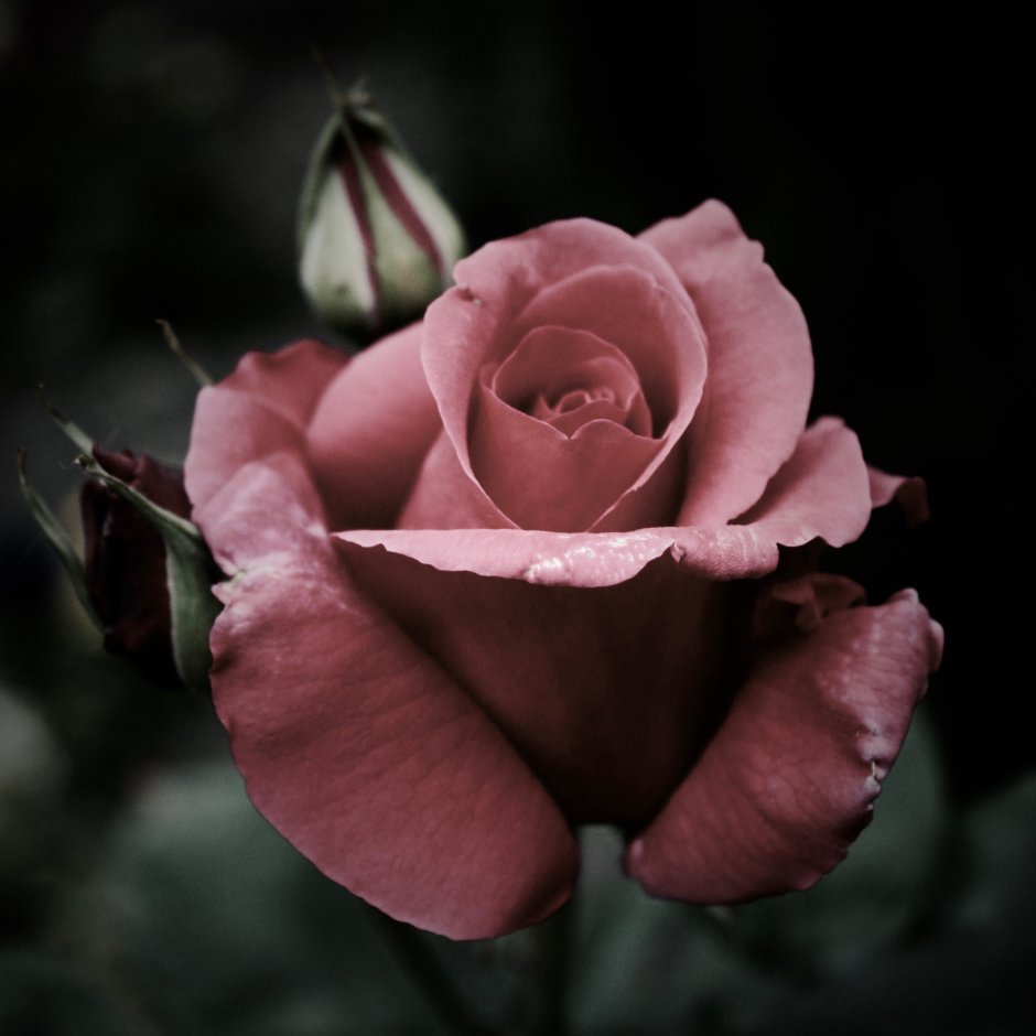 Бутоны роз в природе