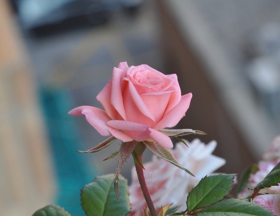 Раскрытая роза розовая