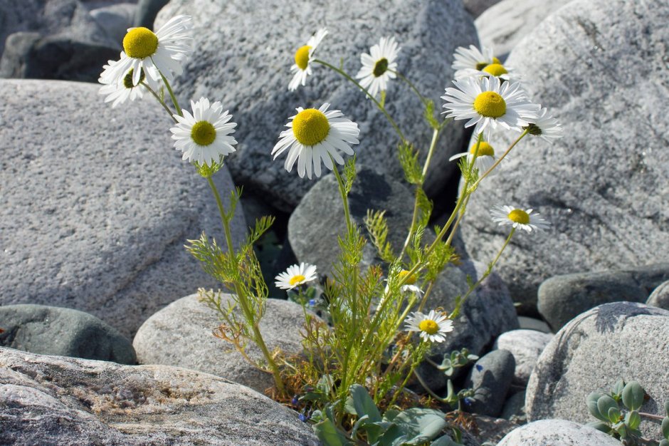 Цветы растущие на скалах