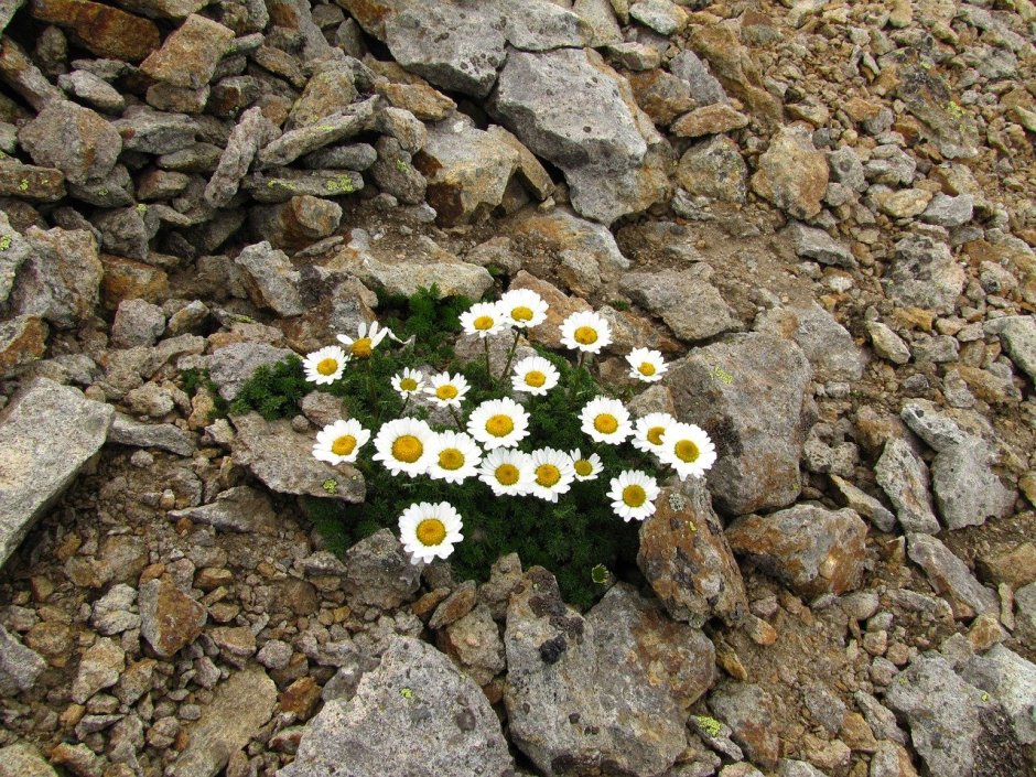 Камень в траве с цветочками