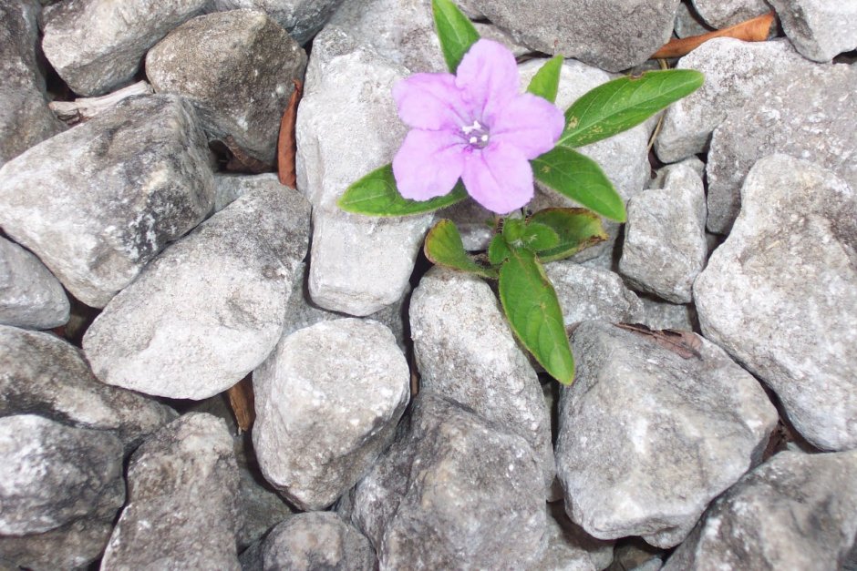Цветок среди камней