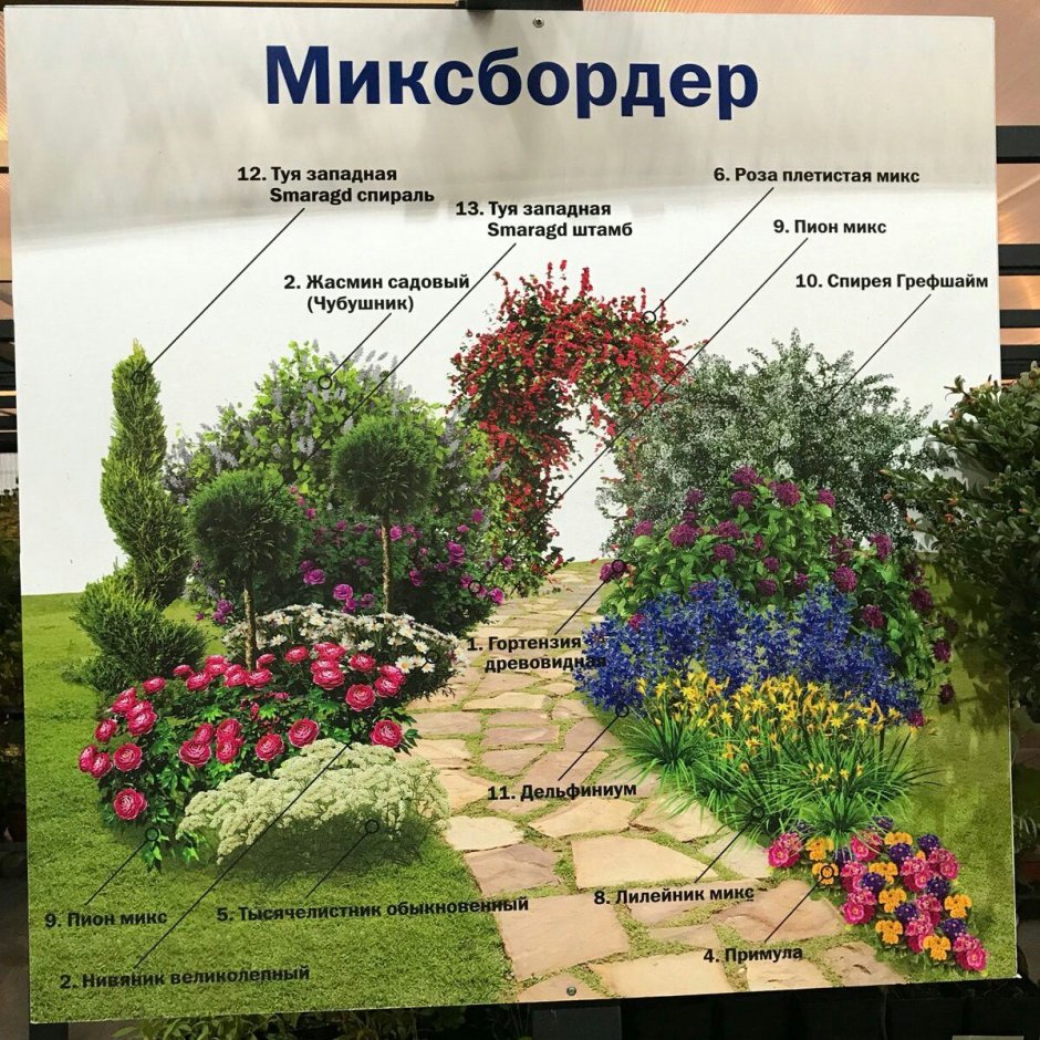 Миксбордер с жасмином