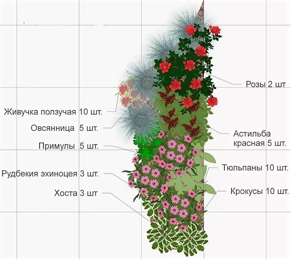 Гортензия Лаймлайт изгородь