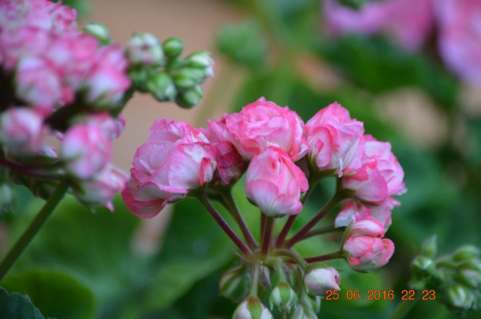 Pink Geranium пеларгония