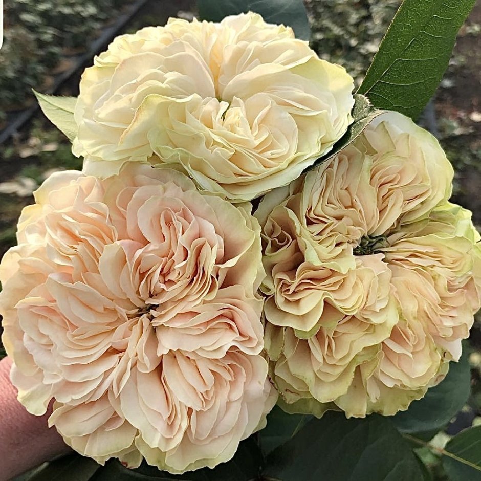 BHS Victorian Rose