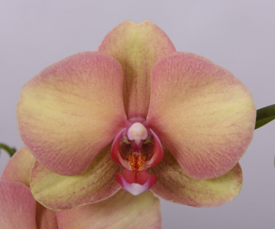 Орхидея Phalaenopsis Monza