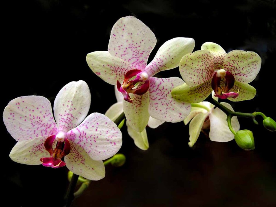 Орхидея Phalaenopsis Carmen