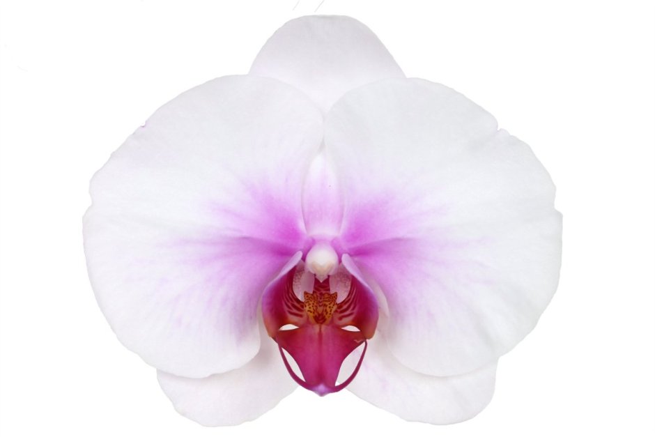 Орхидея моутион