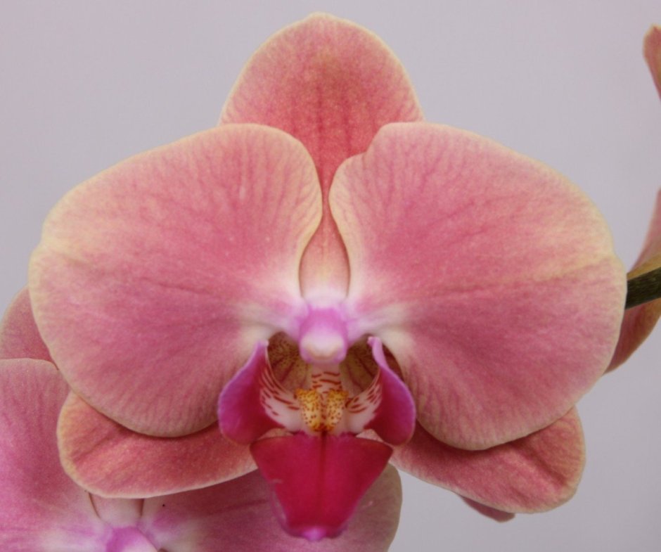 Орхидея сорт тулкан