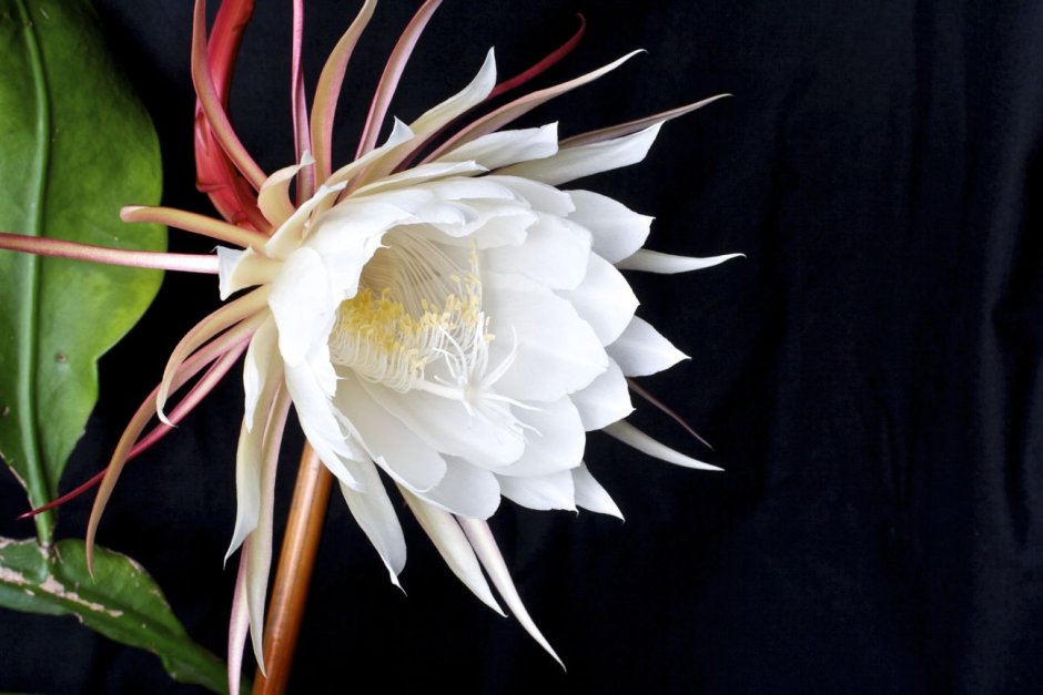 Кадупул (kadupul Flower)
