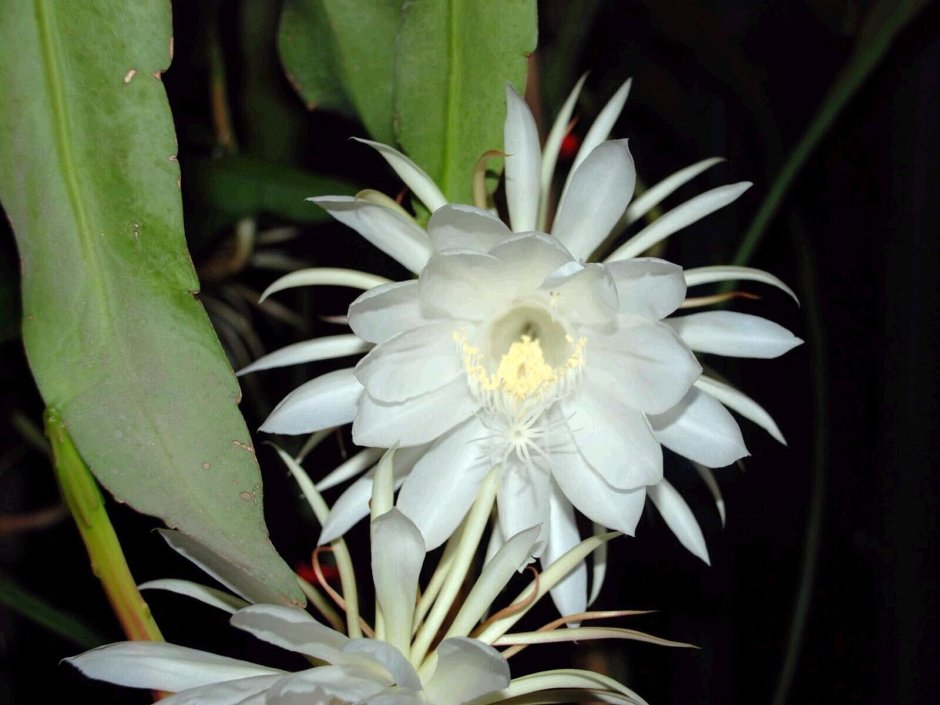 Эпифиллум оксипеталум цветок