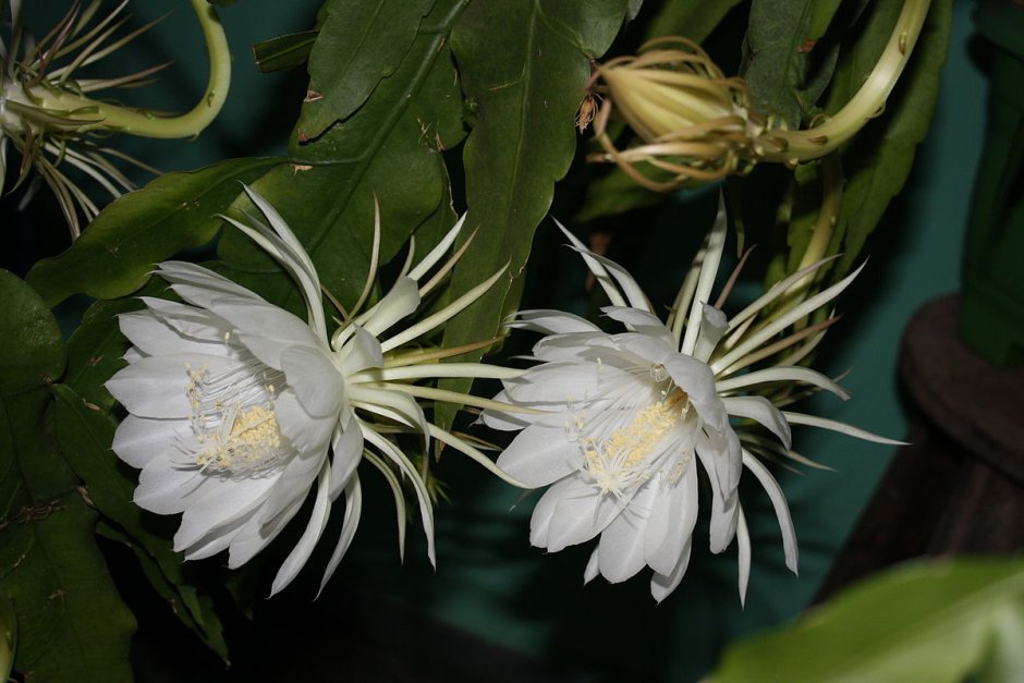 Epiphyllum pumilum