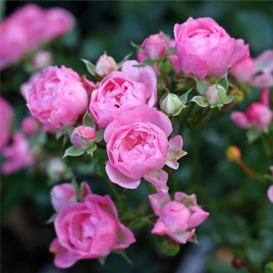 Роза почвопокровная Pink Fairy
