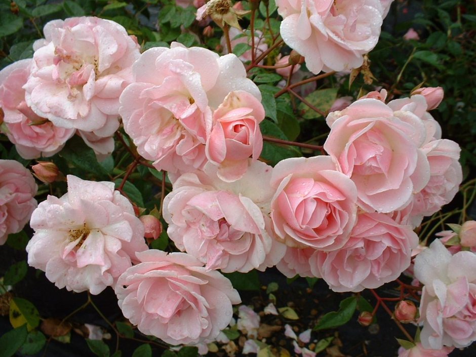 Роза полиантовая (Rosa polyantha