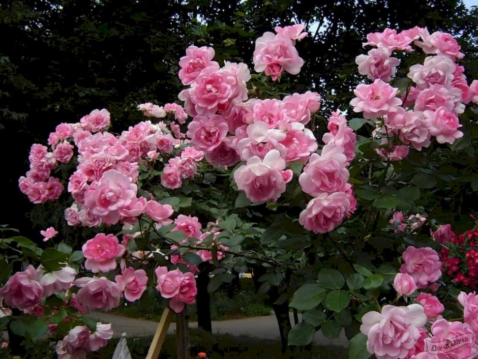 Роза полиантовая куст