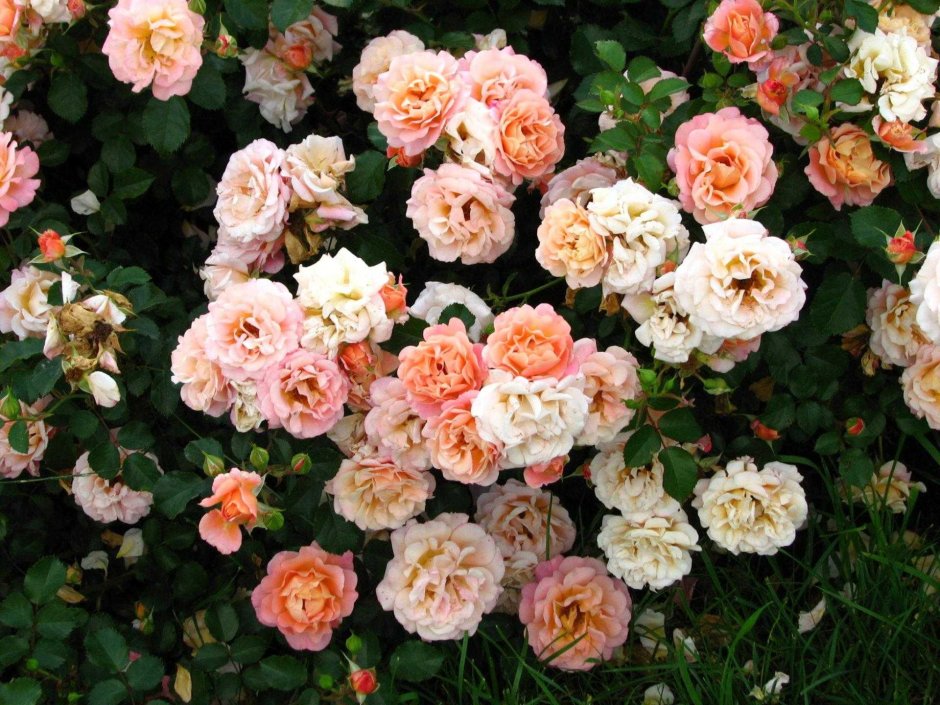Роза шраб Кубана