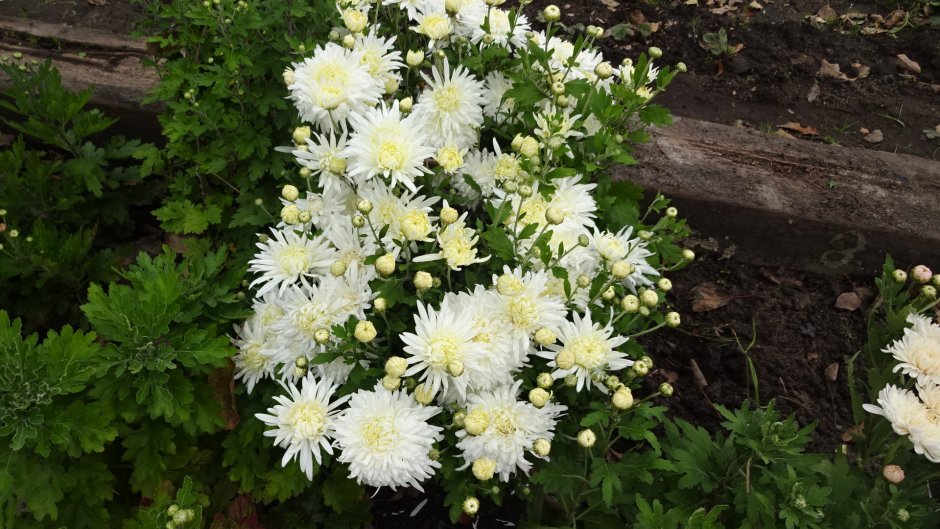 Хризантема Кружевница (Chrysanthemum crugevnica)