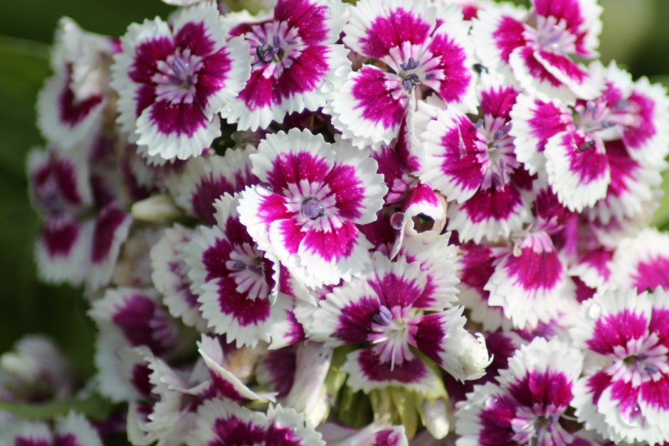 Гвоздика Dianthus gemengd