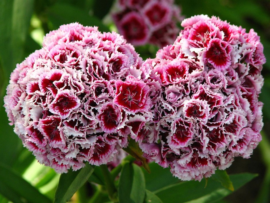 Гвоздика Dianthus