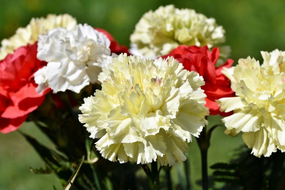 Гвоздика Carnation