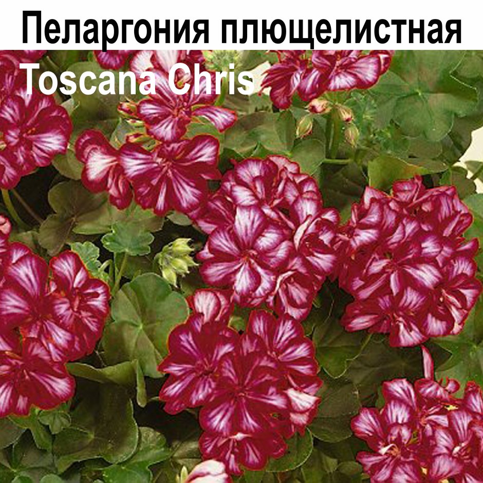 Пеларгония плющелистная great balls of Fire Burgundy Blaze