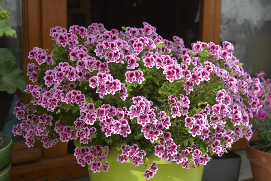 Пеларгония Pac Candy Flowers Violet