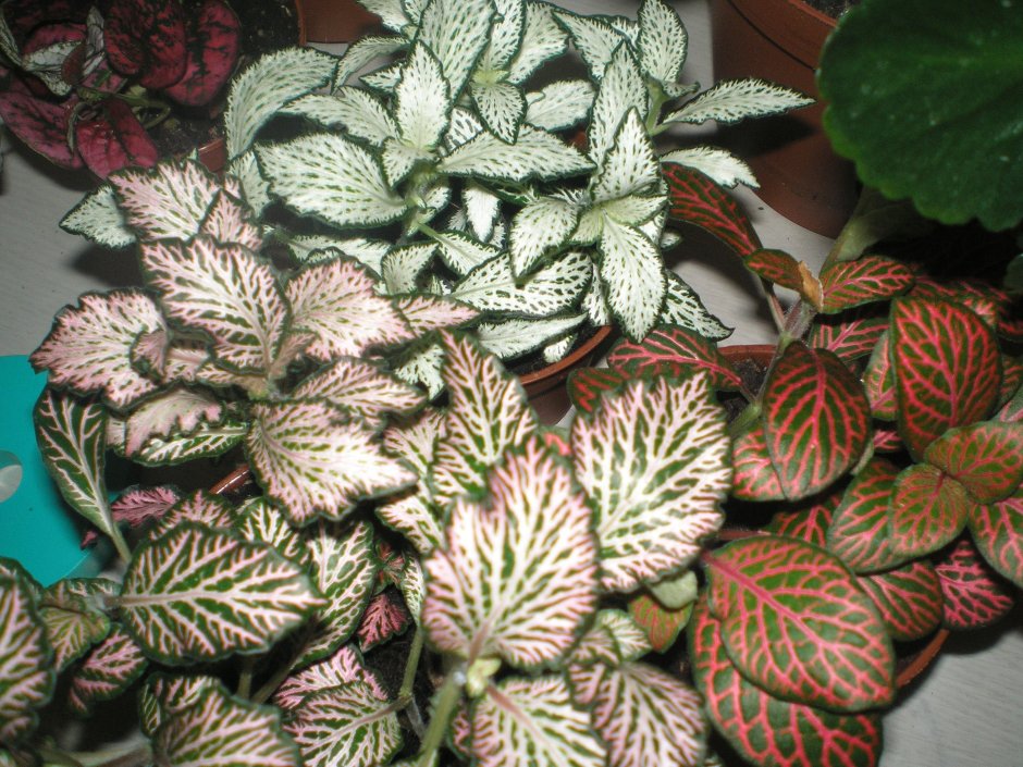 Комнатные растения с бархатными листьями