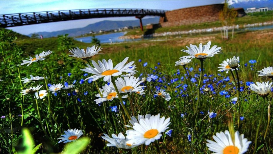 Пейзаж с ромашками