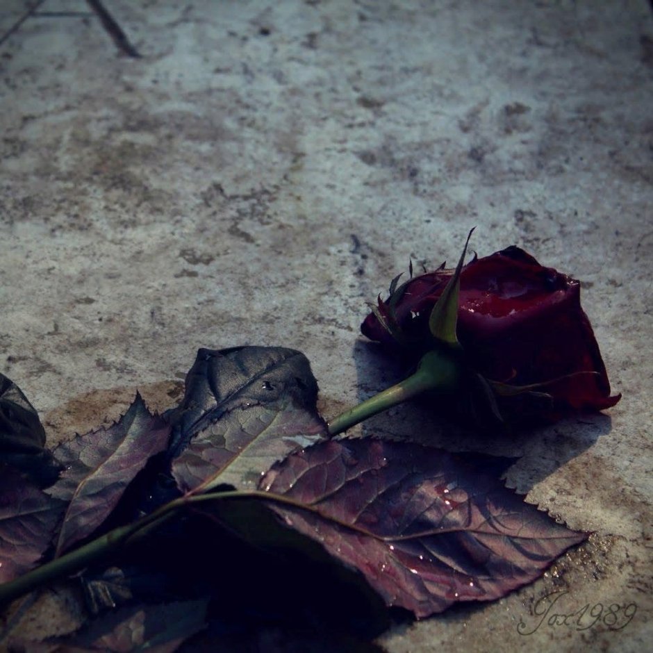 Мертвая роза